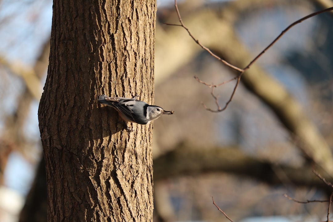 Photo Birds, Michigan